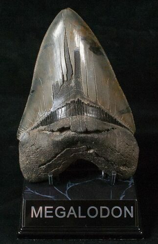 Sharp, Glossy Megalodon Tooth #16561